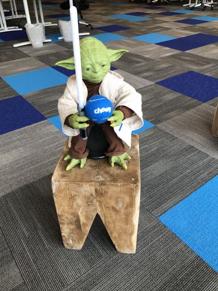 Yoda at Chewy