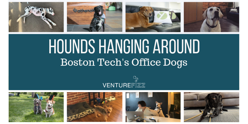 Hounds Hanging Around - Boston Tech's Office Dogs (Slideshow) banner image