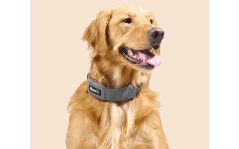 SpotOn Dog Collar